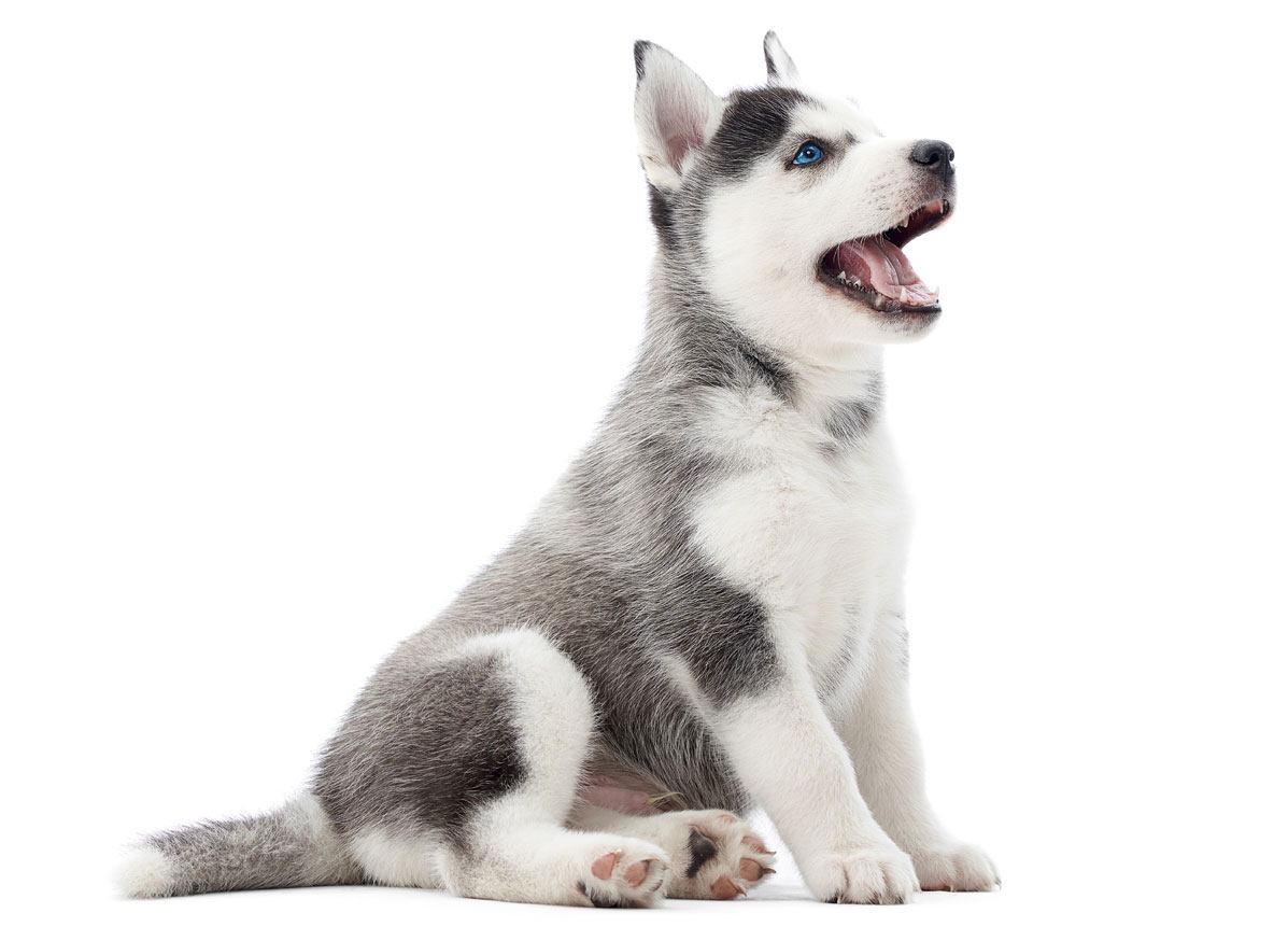 Siberian Husky Puppies for Sale in Washington DC by Uptown Puppies