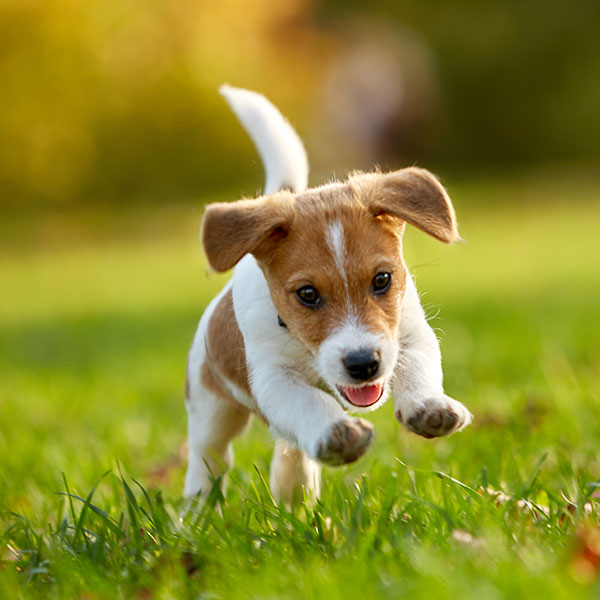 Uptown Puppies Jack Russell Terrier Breeder