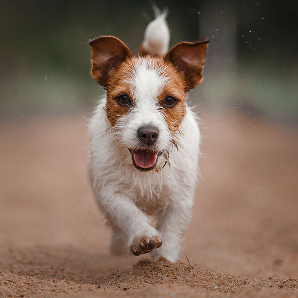 Uptown Puppies Jack Russell Terrier Breeder