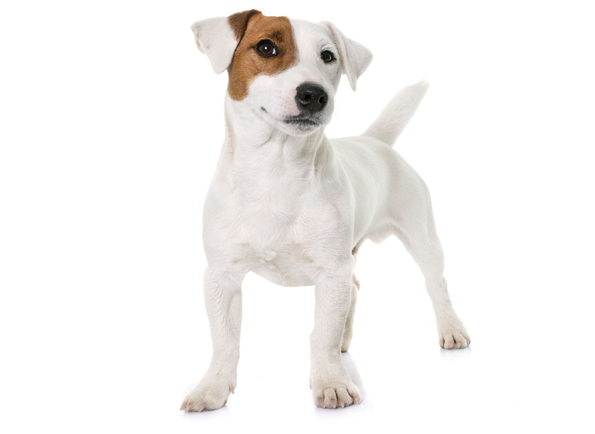 Jack Russell Terrier puppies for sale by Uptown Puppies