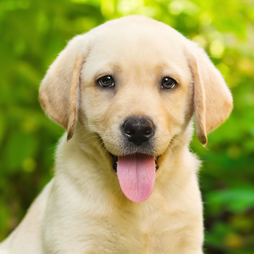 Labrador Retriever puppies for sale Towson, MD
