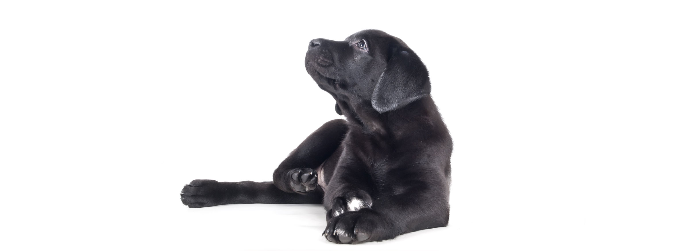 Labrador Retriever Breeders & Puppies For Sale In Washington