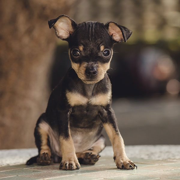 Uptown Puppies Miniature Pinscher Breeder