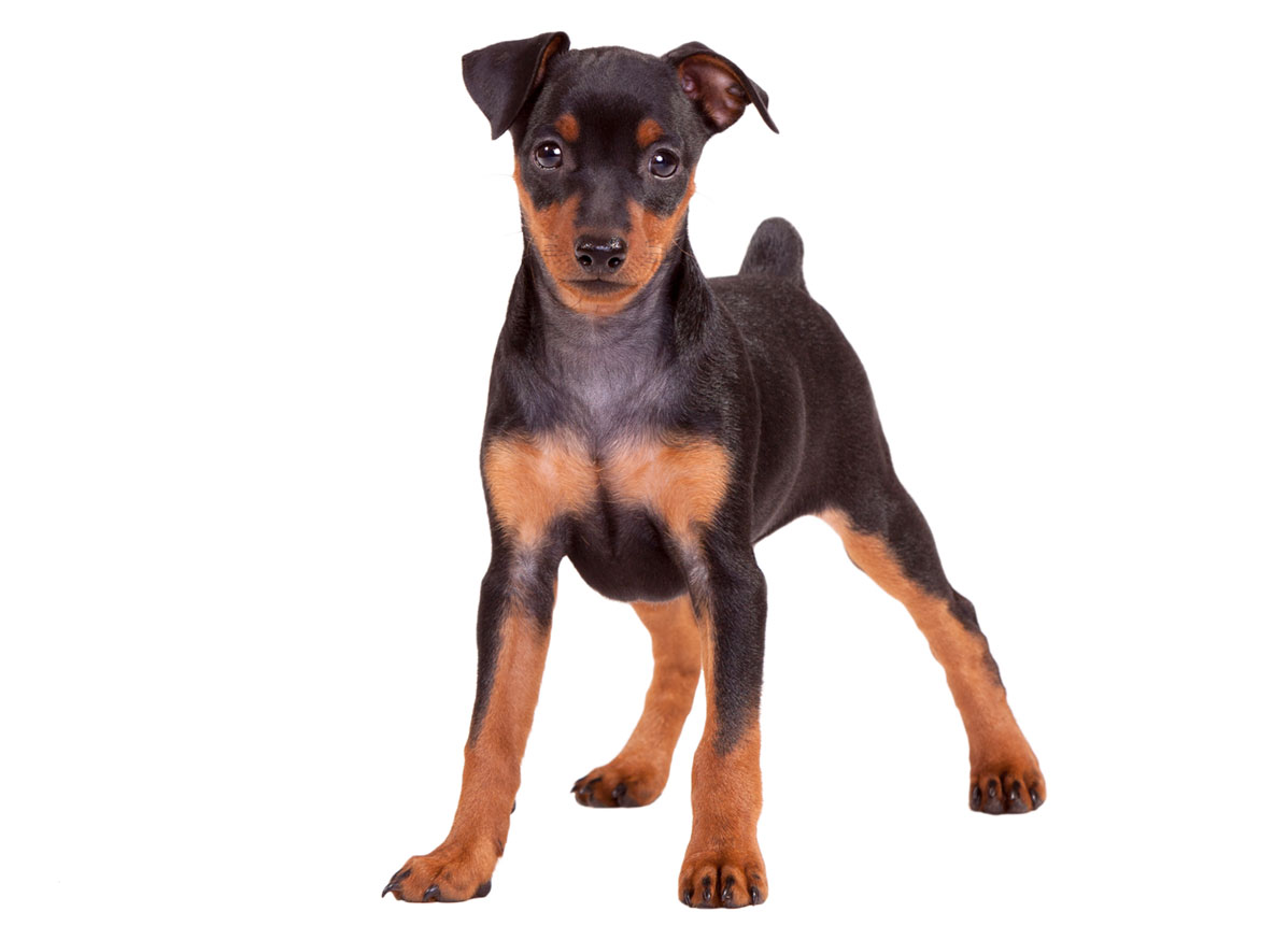 Miniature Pinscher puppies for sale by Uptown Puppies