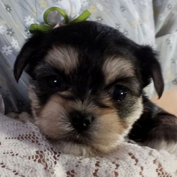 #1 | Morkie Puppies For Sale In Colorado Springs CO