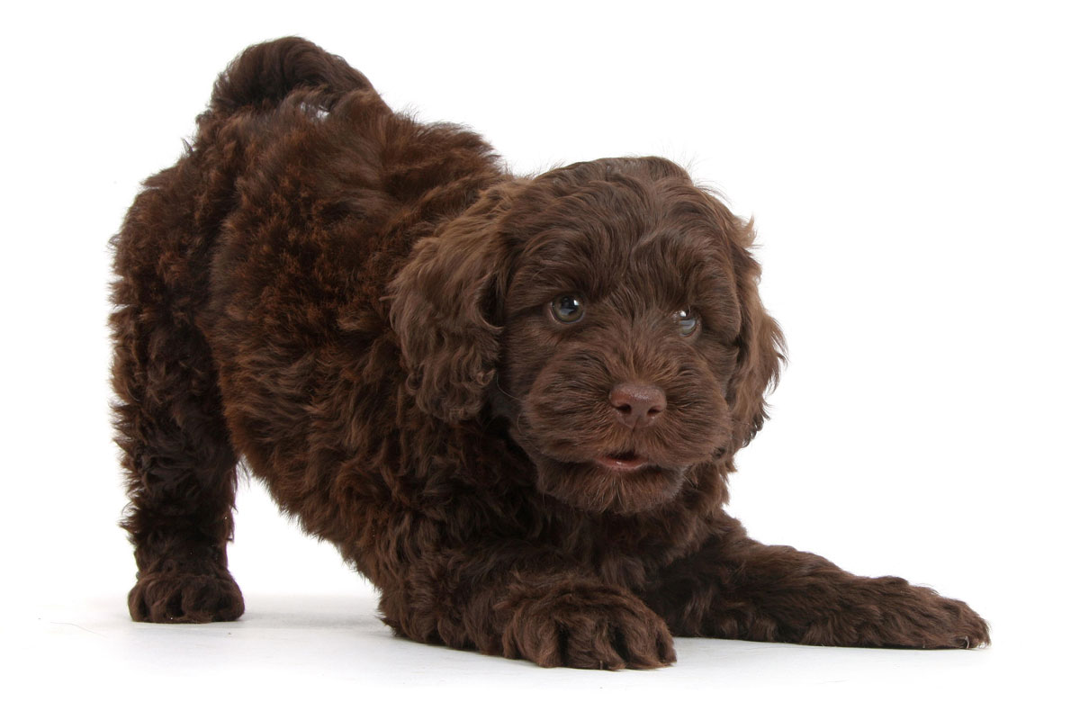 Puppies For Sale Near Me | Uptown Puppies Finder & Breeders