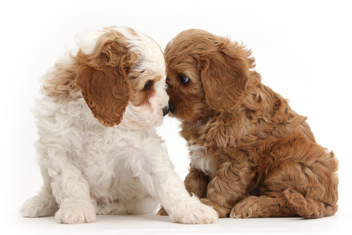 Puppies For Sale Near Me | Uptown Puppies Finder & Breeders