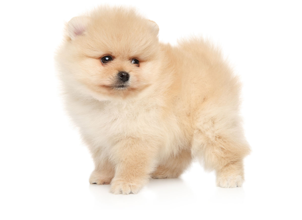 Pomeranian puppies for sale by Uptown Puppies