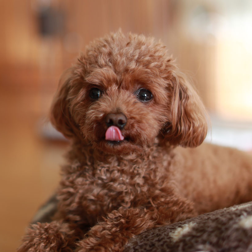 1 Rated Poodle Puppies For Sale In Los Angeles CA Uptown