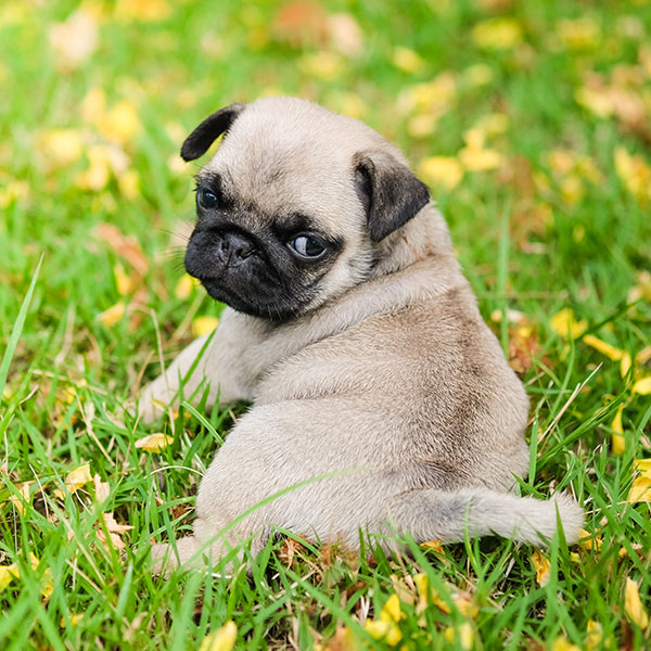 pug puppies available now