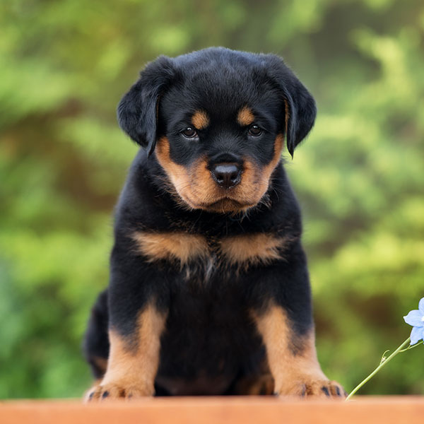 1 Rottweiler Puppies For Sale In Chicago Il Uptown