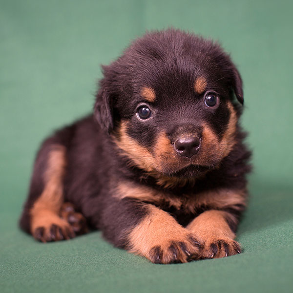 1 Rottweiler Puppies For Sale In Chicago Il Uptown
