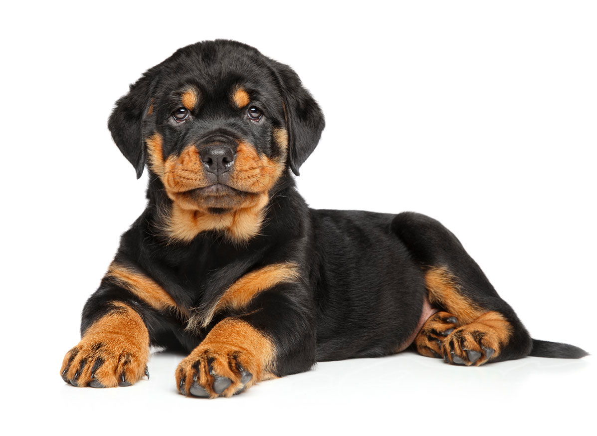 Rottweiler puppies for sale by Uptown Puppies