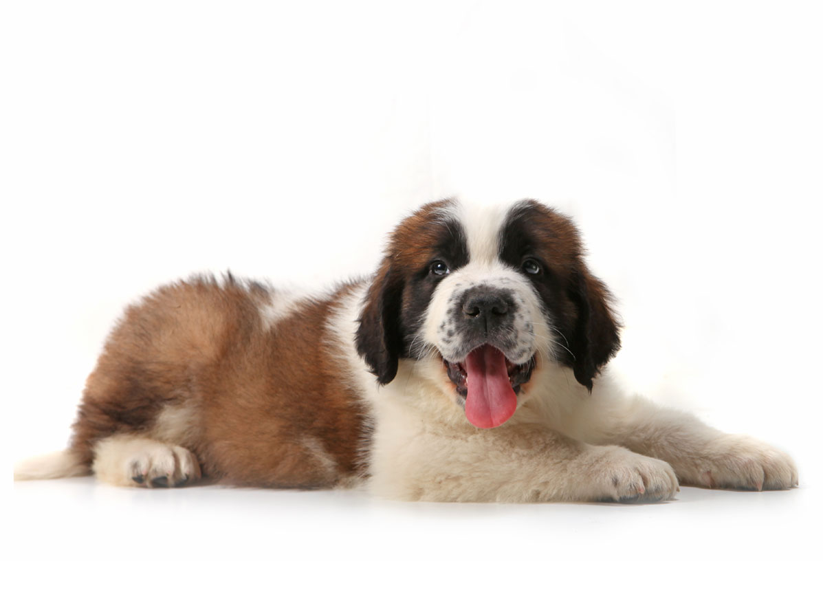 Saint Bernard Puppies for Sale in Dallas TX by Uptown Puppies