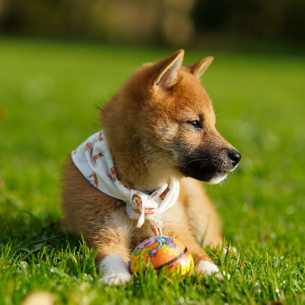 California Shiba Inu Puppies For Sale From Top Breeders