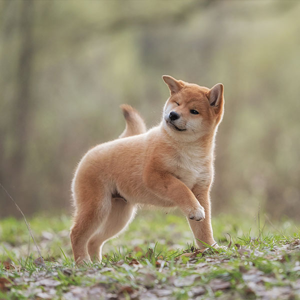 1 Shiba Inu Puppies For Sale In San Francisco Ca Uptown