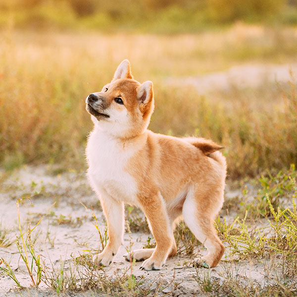 1 Shiba Inu Puppies For Sale In San Francisco Ca Uptown