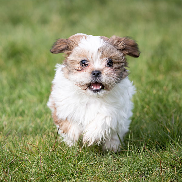 1 Shih Tzu Puppies For Sale In Florida Uptown Puppies