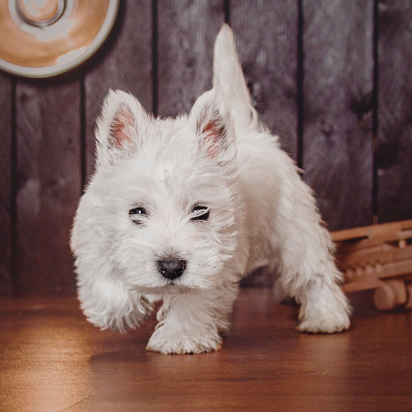 Uptown Puppies West Highland White Terrier Breeder
