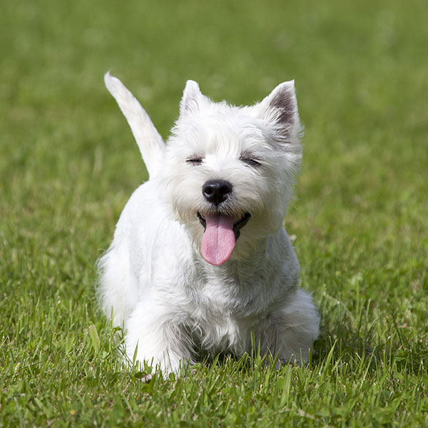 Uptown Puppies West Highland White Terrier Breeder