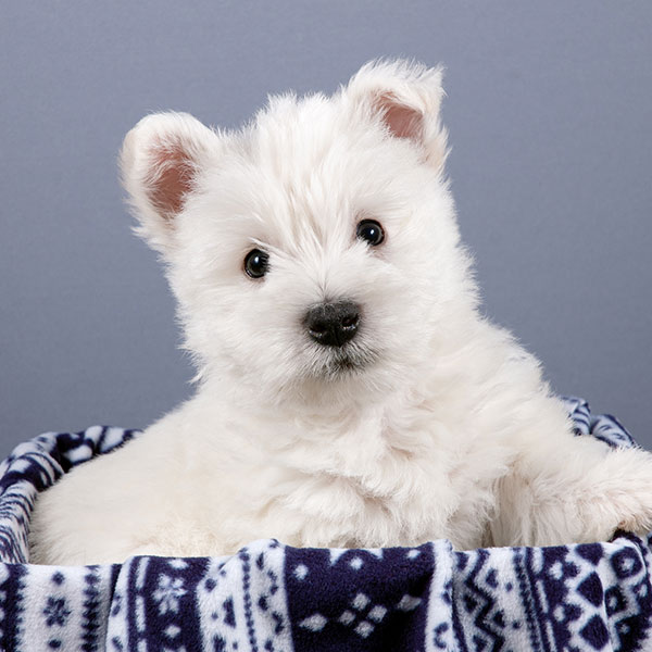 West Highland White Terrier puppies for sale