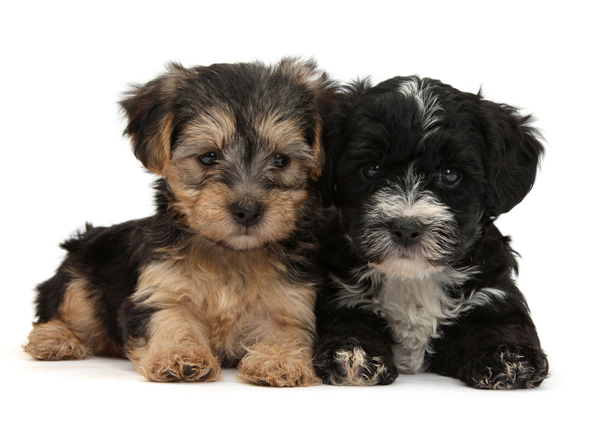 Yorkiepoo Puppies for Sale