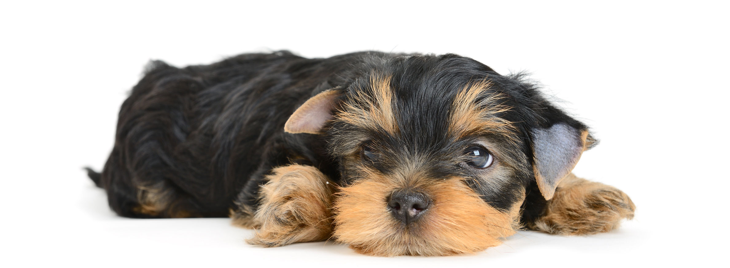 Yorkshire Terrier puppy finder