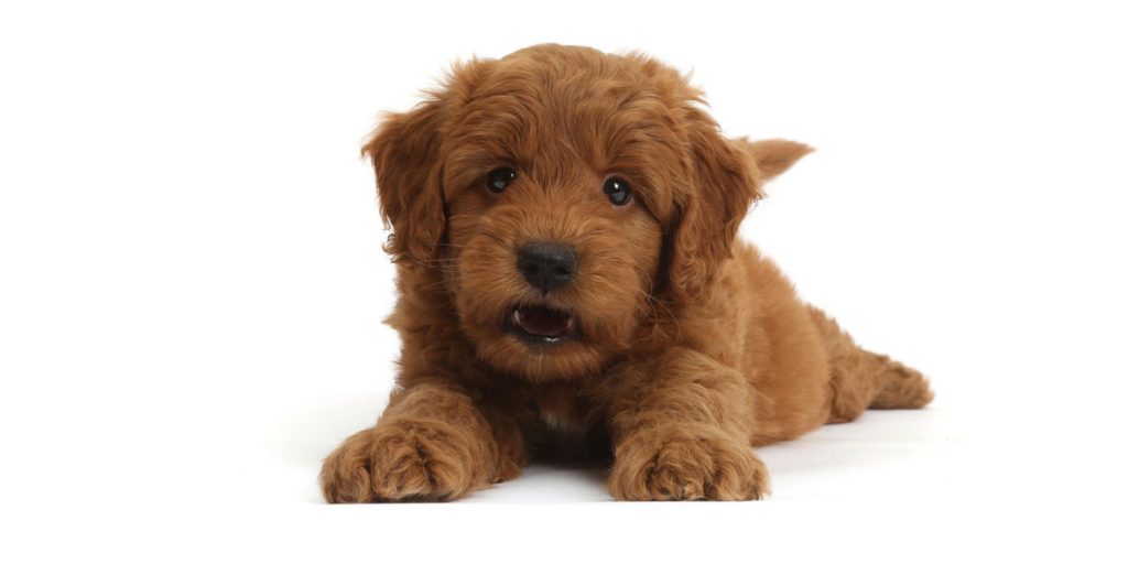What Is a Medium Goldendoodle? | Medium Goldendoodle Puppies
