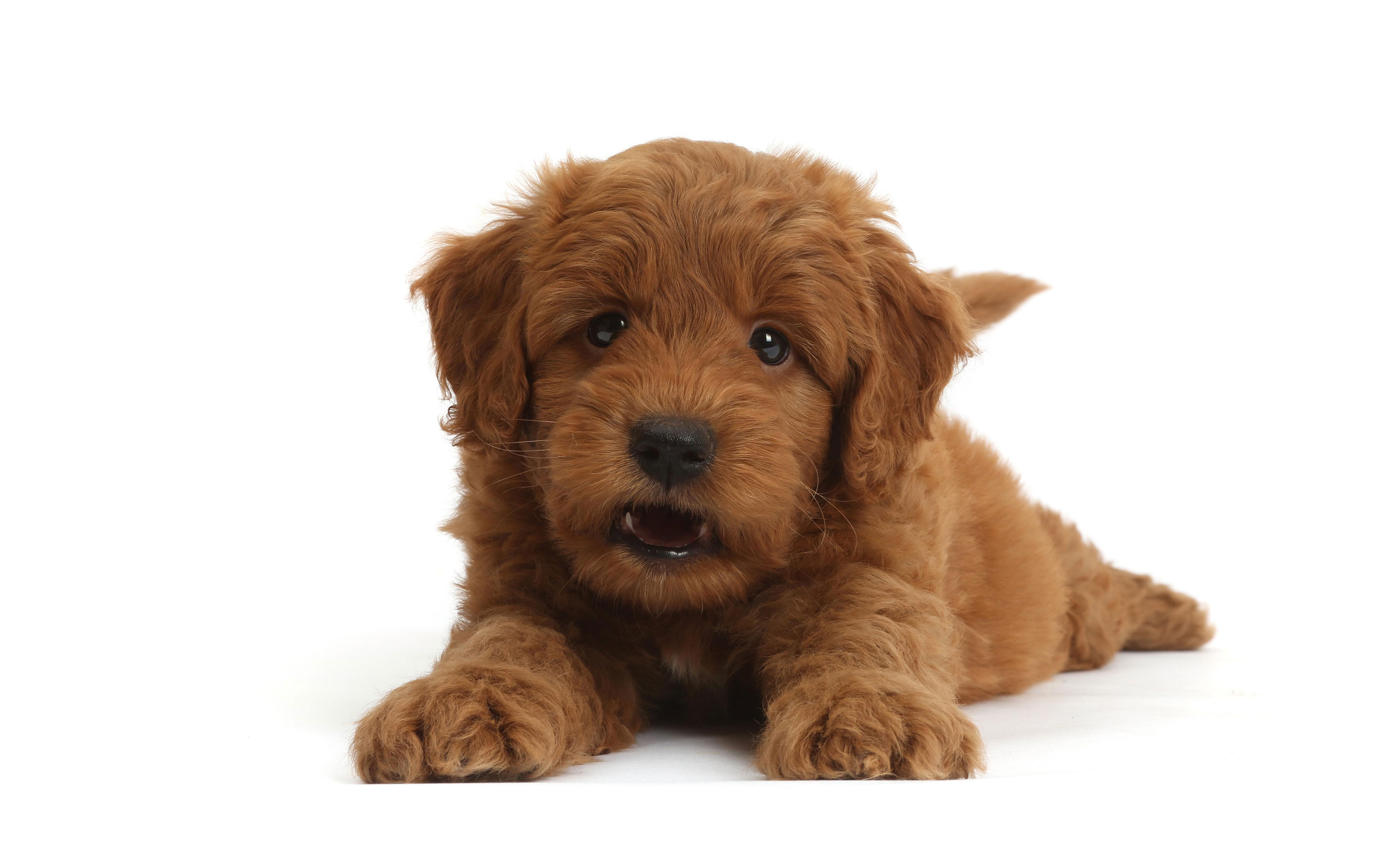What Is a Mini Labradoodle? | Mini Labradoodle Puppies