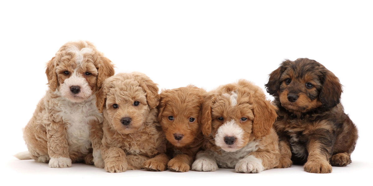What Is a Medium Goldendoodle? | Medium Goldendoodle Puppies