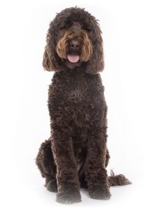 Labradoodle Puppies for sale in North Carolina