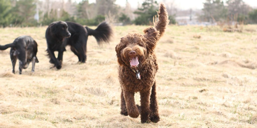 Australian Labradoodles vs Labradoodles Uptown Puppies