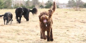 labradoodle hunting