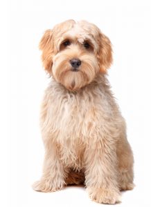 Connecticut labradoodle breeder