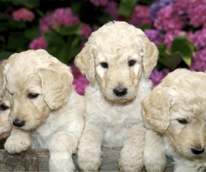 Dallas Labradoodle Breeder