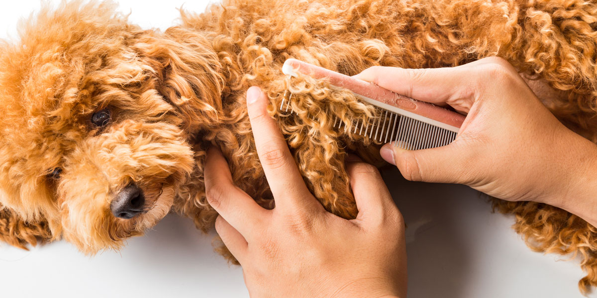 Here’s What NOT To Do When Grooming Your Cavapoo