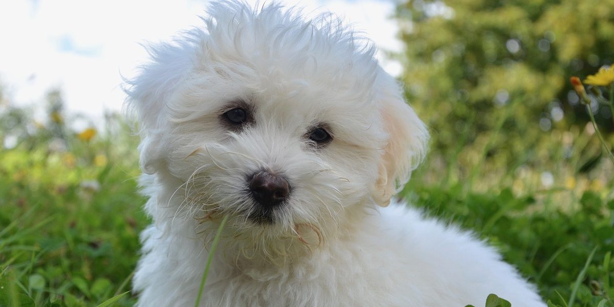 12 Dog Breeds With The Cutest Puppies Uptown Puppies