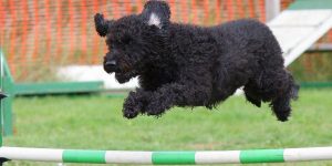 Labradoodle Training