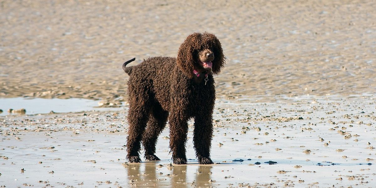 labradoodle outdoors