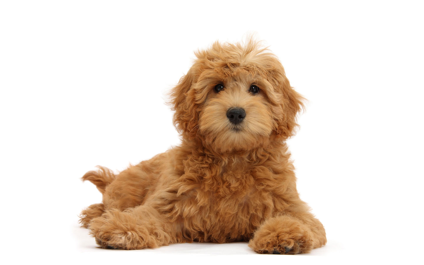 How to Train a Labradoodle Uptown Puppies