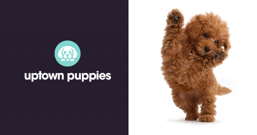 Puppies Uptown Puppies Uptown Puppies