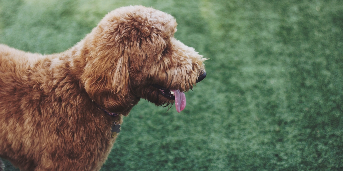 The Foolproof Guide To Finding A Responsible Labradoodle Breeder