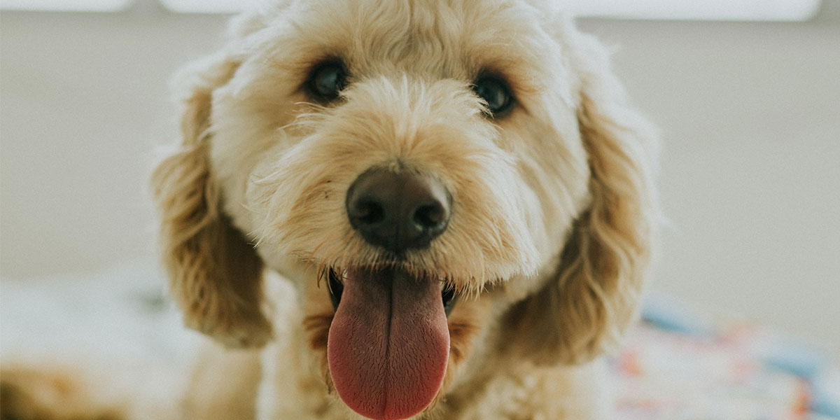 The Reason Why Your Dog Scratches Might Be More Simple Than You Think