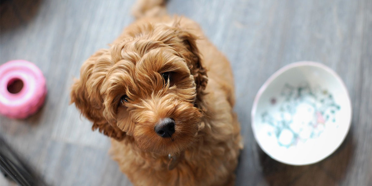 Safely Introduce a Puppy to Your Kids with a Few Little Tricks