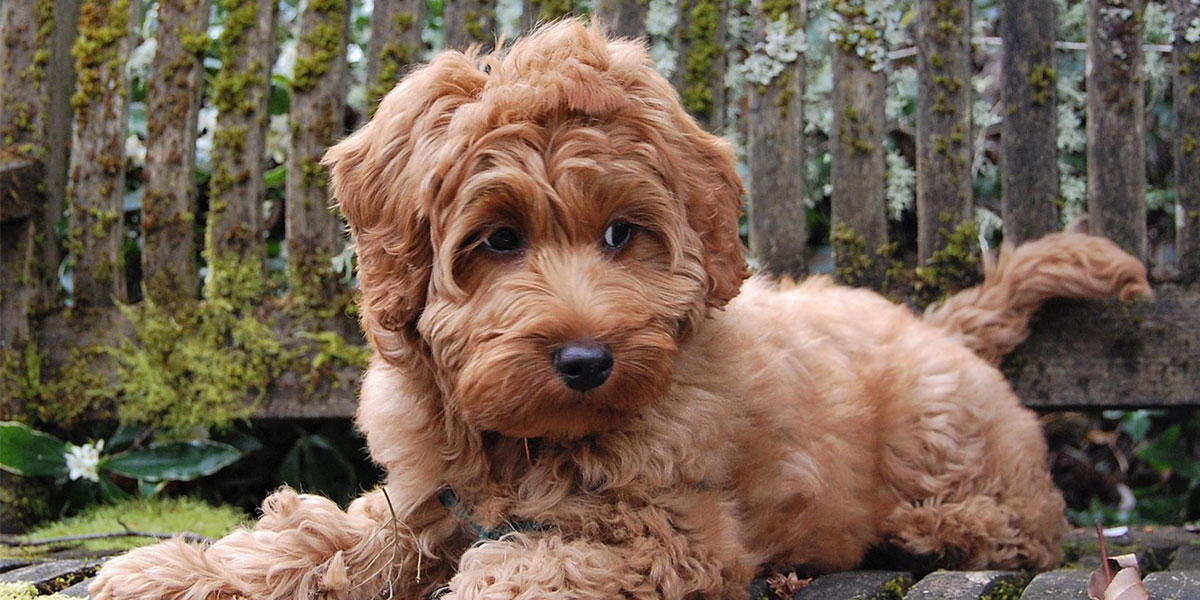 Goldendoodle Medical Problems Made Worse By Bad Breeders