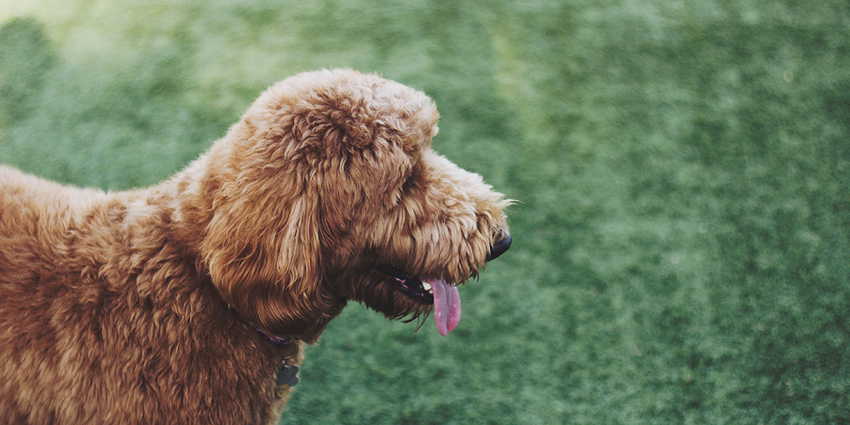 10 Amazing Facts About Labradoodles You Might Not Know