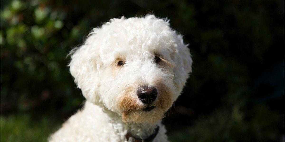 How to introduce your goldendoodle puppy to older dogs