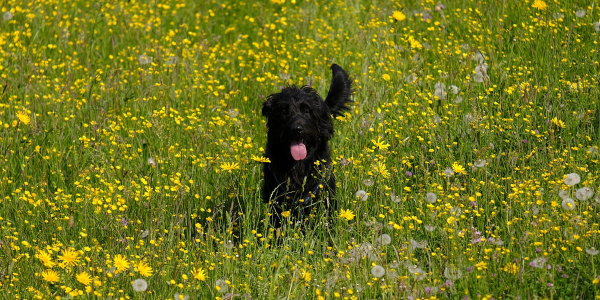 Is It Time to Worry About Your Labradoodle’s Barking?