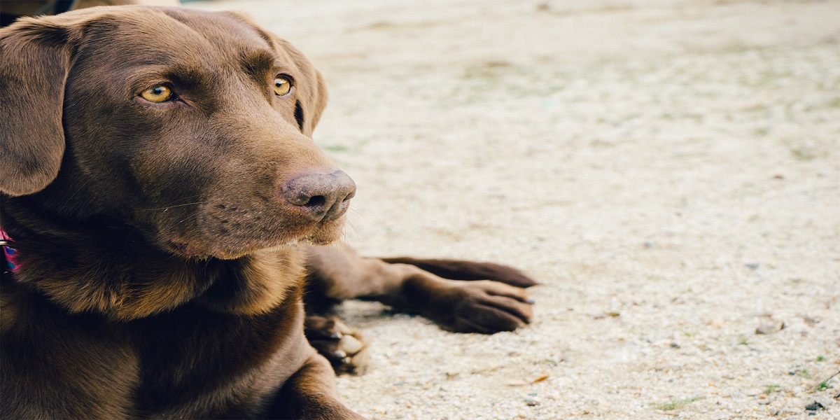 Dog Lovers: Don’t Ignore These Warning Signs of Cancer