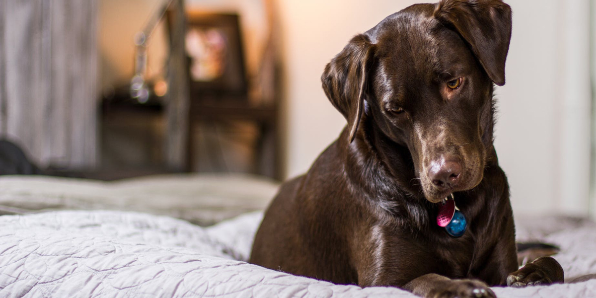 3 Dangerous Medical Problems Every Labrador Retriever Owner Needs to Know